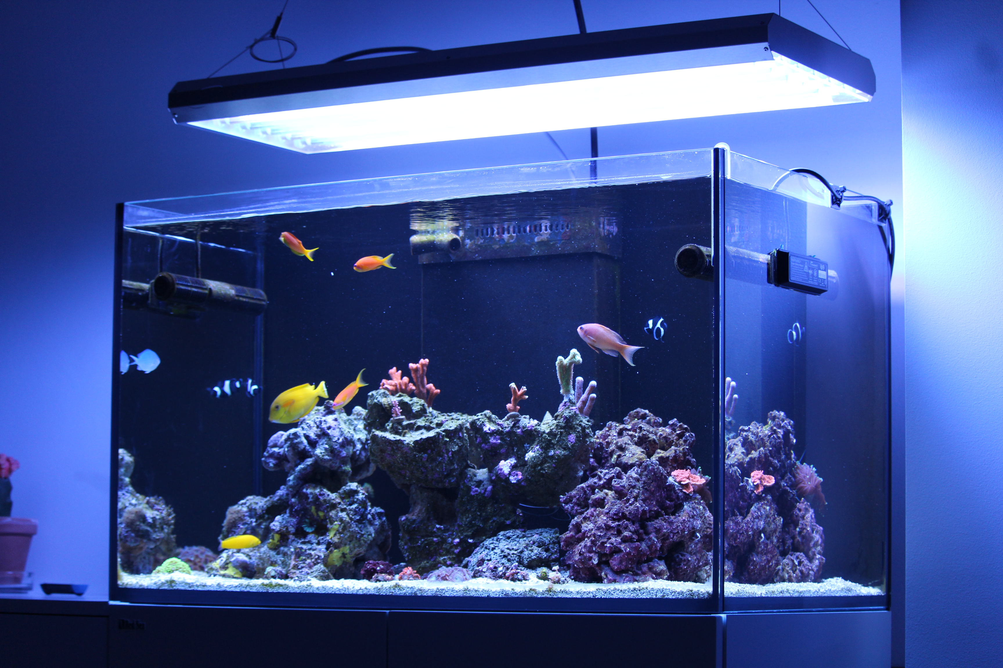 Coral farm tanks