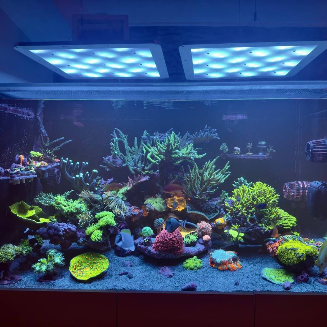 600L SPS reef tank
